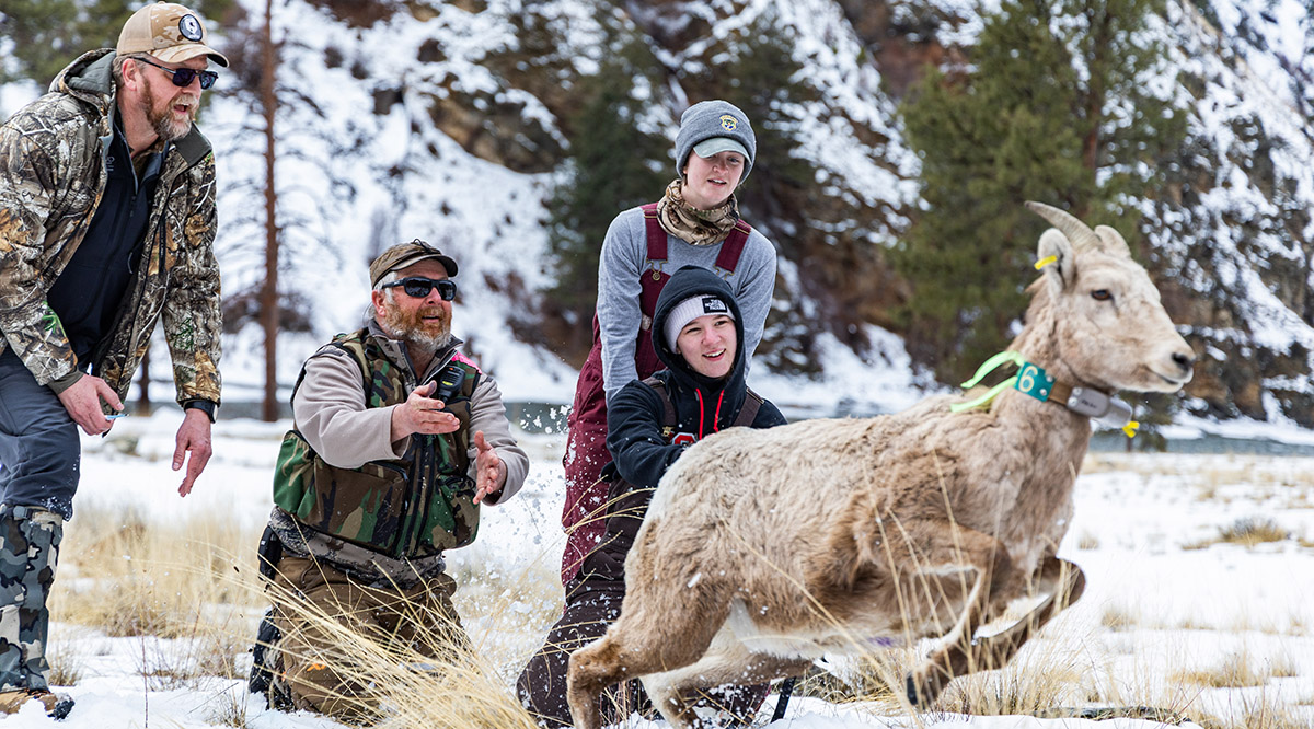 Releasing a captured bighorn ewe into her home range after testing Releasing a captured bighorn ewe into her home range after testing